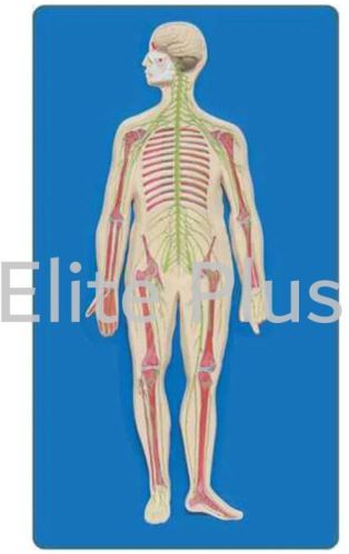 PVC Human Nervous System For Hospital, Nursing Collage, School, Collage