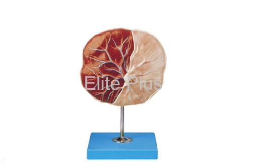PVC Plain Human Placenta For Hospitals, Nursing Collage, School, Collage