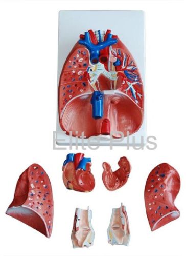 Larynx, Heart and Lungs Model For School, Hospital, Nursing Collage, Collage