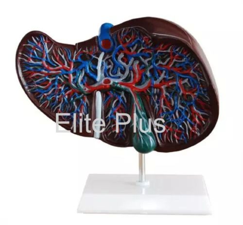 XC PVC Liver Model, Color : Multicolor