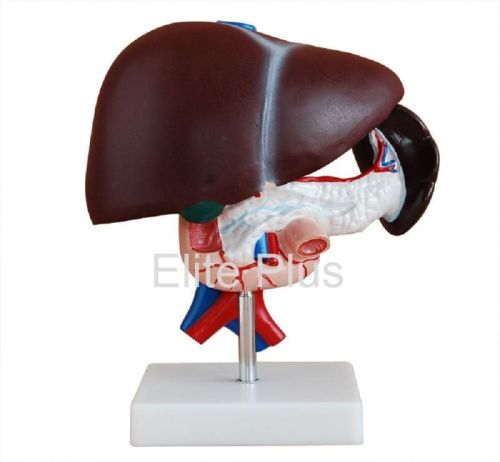 Liver Pancreas & Duodenum Model, Packaging Type : Paper Box