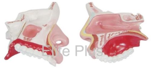 Model Of The Anatomical Nasal Cavity For Educational Use