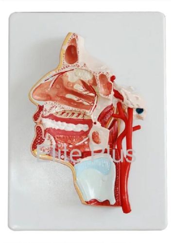 XC Non Polished PVC Model Of The Head For Educational Use