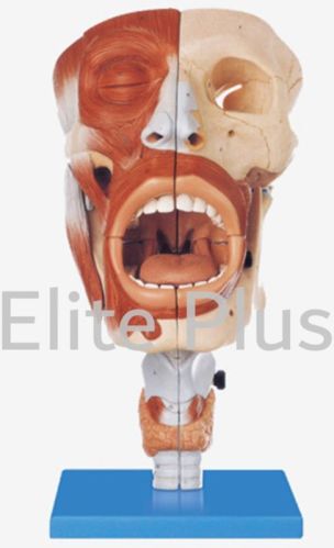 Nasal, Oral, Pharynx and Larynx Cavities For Hospital, Nursing Collage, School, Collage