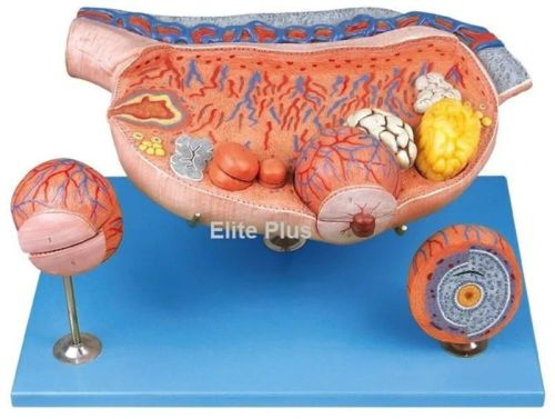 Plain PVC Ovary Model For Hospitals, Nursing Collage, School, Collage