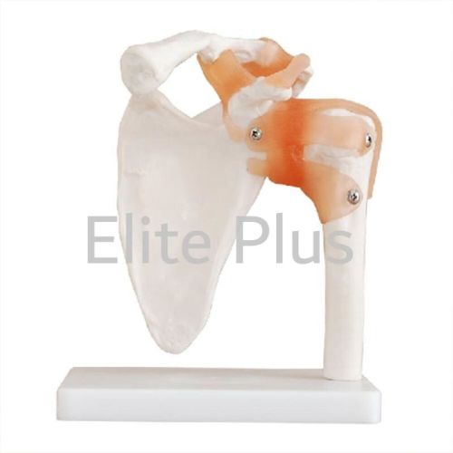 Non Polished PVC Shoulder Joint For Educational Use, Hospital, Nursing Collage, School, Collage