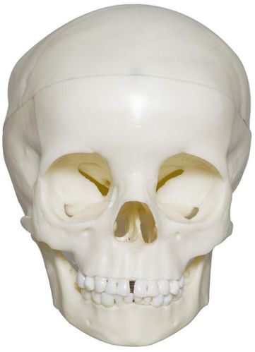 Skull 5 Yr Old Child PVC For Hospital, Nursing Collage, School, Collage