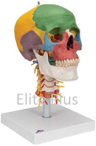 Skull Model Painted With Cervical Vertebrae For Educational Use, Hospital, Nursing Collage, School, Collage