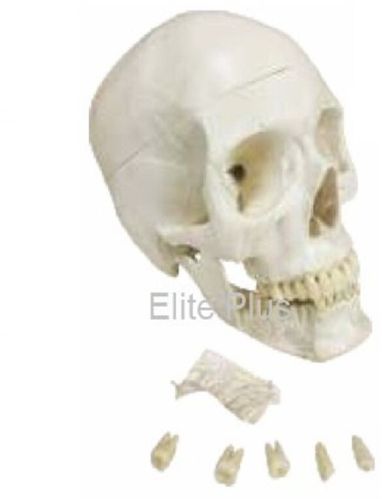 Skull With Removable Lower Teeth For Hospital, Nursing Collage, School, Collage