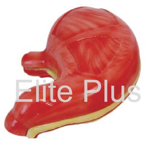 PVC Stomach Model For School, Hospital, Nursing Collage, School, Collage