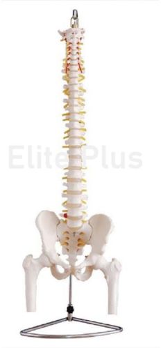Xc Plastic Vertebral With Pelvis & Femur Heads, Color : White