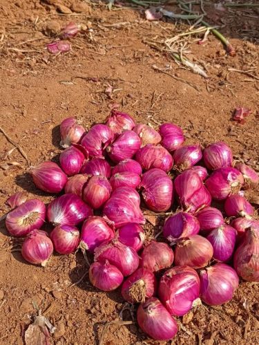 Natural Small Onion, Packaging Size : 50 Kg