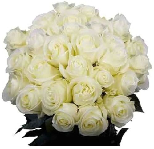 Natural Fresh White Rose For Decoration, Gifting