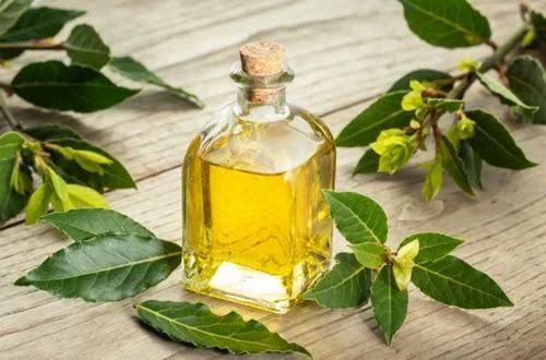 Natural Bay Leaf Oil For Aromatherapy
