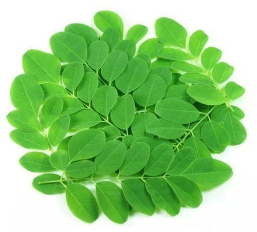 Natural Fresh Moringa Leaves For Medicine, Cosmetics