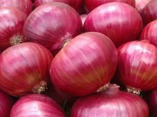 Red Onion, Packaging Size : 20 Kg