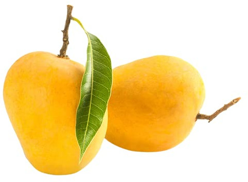 Organic Fresh Alphonso Mango, Shape : Elongated