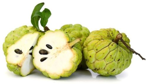 Organic Fresh Custard Apple For Human Consumption