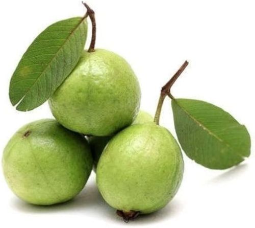 Organic Fresh Guava For Human Consumption