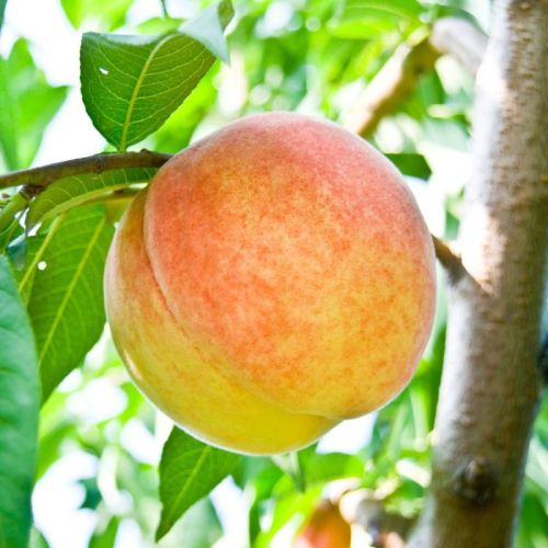 Alberta Peach Plants For Plantation