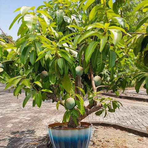 Chausa Mango Plants, Color : Green