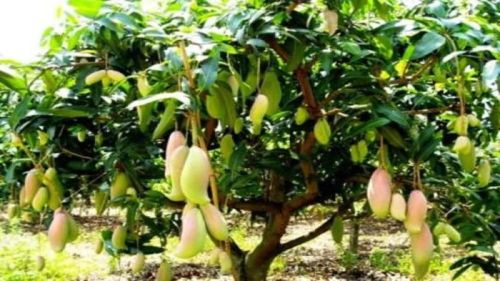 Dasheri Mango Plants, Color : Green