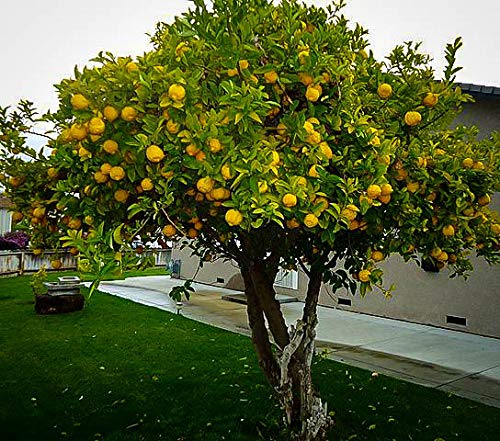 Organic Eureka Lemon Plants For Plantation