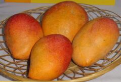 Organic Fresh Surya Mango, Color : Yellow