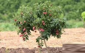 Kalkatiya Litchi Plants For Plantation