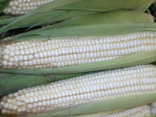 Fresh White Corn, Packaging Type : Jute Bag for Cooking