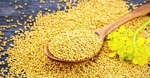 Mustard seeds, Packaging Size : 50 kg, Packaging Type : PP Bag