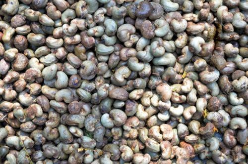 Natural Raw Cashew Nuts, Shape : Oval, Grade : Food Grade