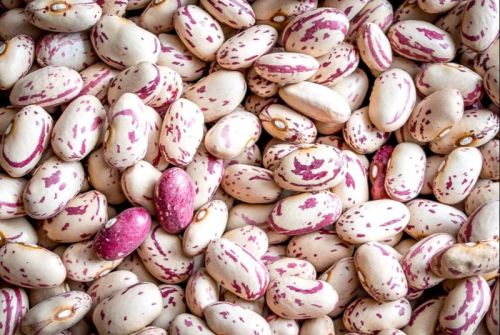 Salvin Organic Cranberry Beans, Color : Off White