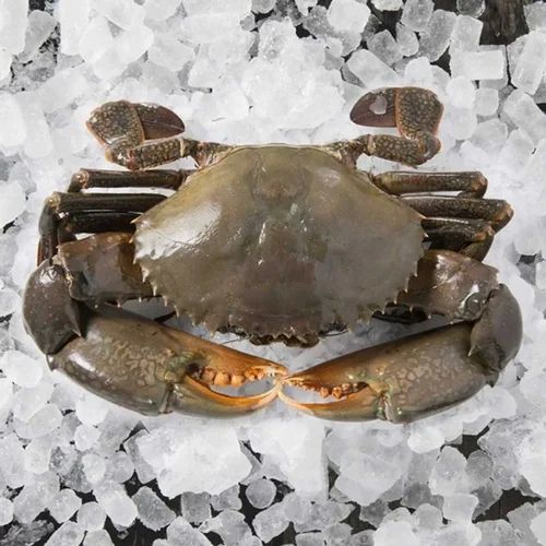 Frozen Crab For Food