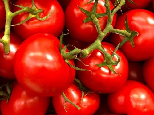 Tamil Nadu Indian Fresh Tomato, Packaging Size : 20 Kg