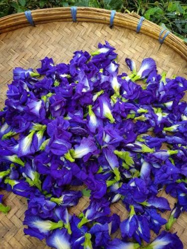 HKD GMO Butterfly Pea Flower Dried for Decoration, Gifting