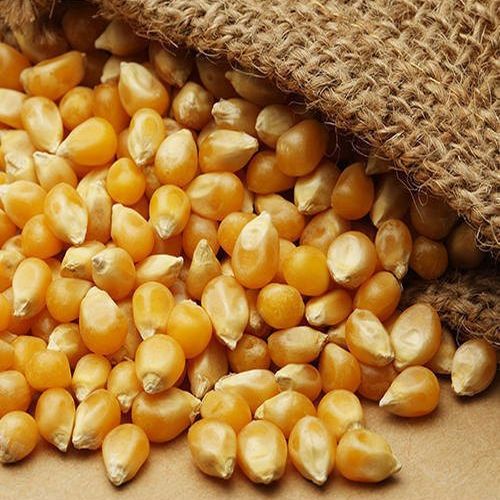 Natural Yellow Maize Seeds For Direct Consumption, Used In Bakery Products