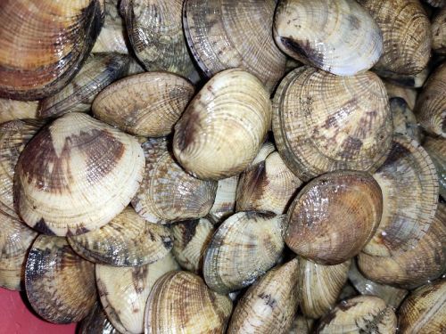 Asiatic Hard Clam For Restaurant