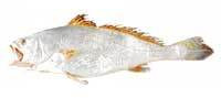 Frozen Big Mouth Croaker Fish For Cooking