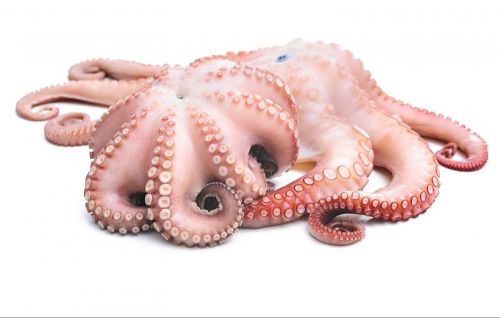 Frozen Octopus For Food