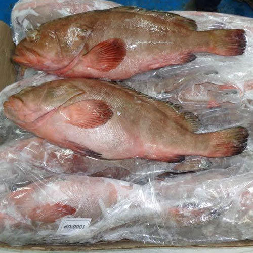 Frozen Reef Cod Fish For Household, Mess, Restaurant