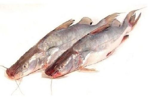 Frozen Singhara Ayer Fish For Cooking