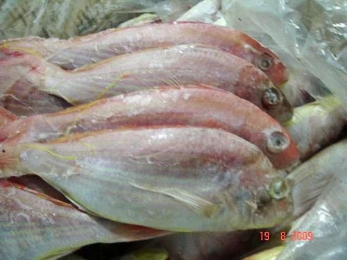 Frozen Threadfin Bream Fish For Cooking