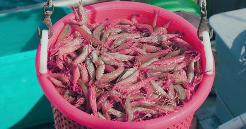 Frozen Ridgeback Shrimp For Cooking