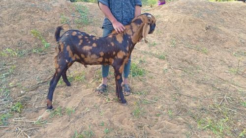 Sirohi Male Goat, Gender : Mail