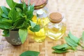 Refined Natural Indian Basil Oil For Spa, Hair Care