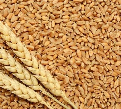 Natural Wheat Grains For Cooking