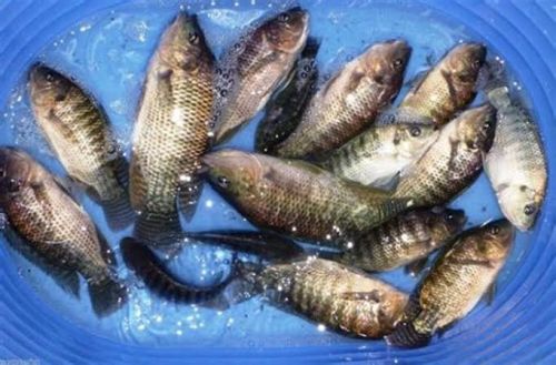 Live Tilapia Monosex Fish, Shape : Whole