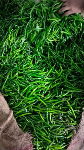 Fresh Green Chilli For Home
