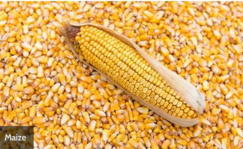 Natural Maize for Making Popcorn, Human Food, Cattle Feed, Animal Food